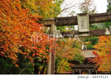 大矢田神社　鳥居と紅葉 68478125
