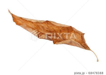 brown dry leaf isolated on white background brown dry leaf isolated on white background 68478388