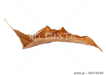 brown dry leaf isolated on white background brown dry leaf isolated on white background 68478389