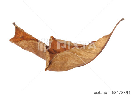 brown dry leaf isolated on white background brown dry leaf isolated on white background 68478391