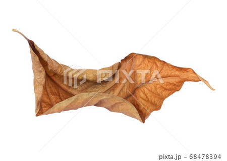 brown dry leaf isolated on white background brown dry leaf isolated on white background 68478394