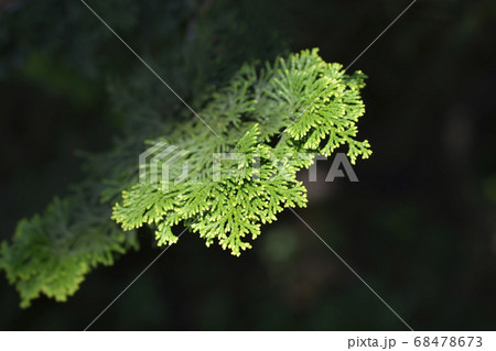 Hinoki cypress Hinoki cypress 68478673