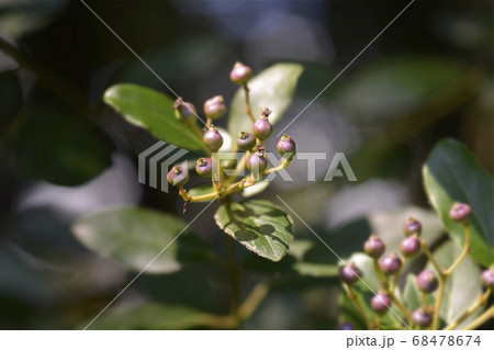 Laurustinus Laurustinus 68478674