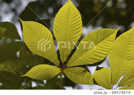 Bottlebrush buckeye Bottlebrush buckeye 68478676