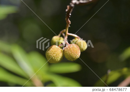 Strawberry tree Strawberry tree 68478677