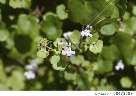 Kenilworth Ivy 68478688