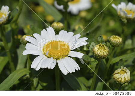 Shasta daisy Snow Lady 68478689