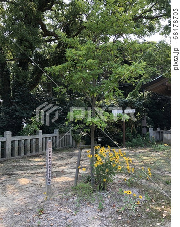 《濱田護國神社(島根県 浜田市)大東亜戦争 終戦七十周年植樹》 《濱田護國神社(島根県 浜田市)大東亜戦争 終戦七十周年植樹》 68478705