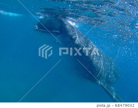 ジンベイザメの画像素材 ピクスタ
