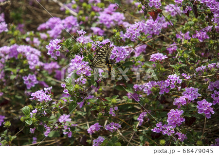 アゲハチョウとコバノランタナ アゲハチョウとコバノランタナ 68479045
