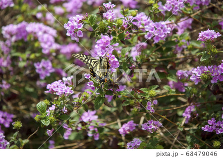 アゲハチョウとコバノランタナ 68479046