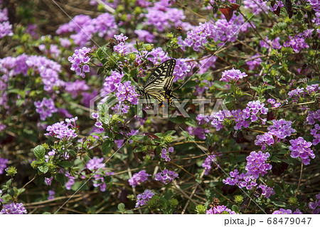 アゲハチョウとコバノランタナ 68479047