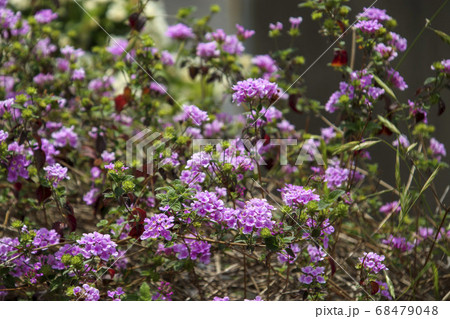 アゲハチョウとコバノランタナ 68479048