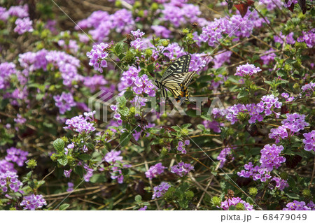アゲハチョウとコバノランタナ 68479049