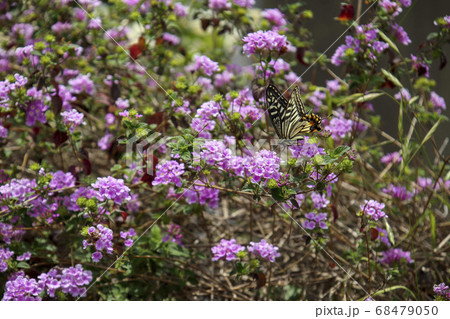 アゲハチョウとコバノランタナ 68479050