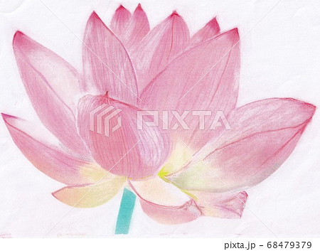 大輪のハスの花のパステル画のイラスト素材