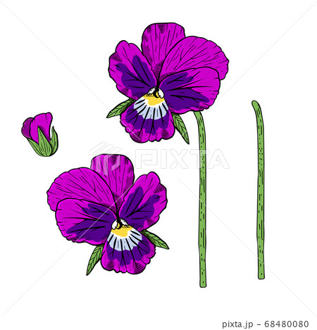 Hand drawn pansy flowers clipart. 68480080