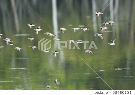 湿地を飛ぶキアシシギの群れ（北海道） 68480151