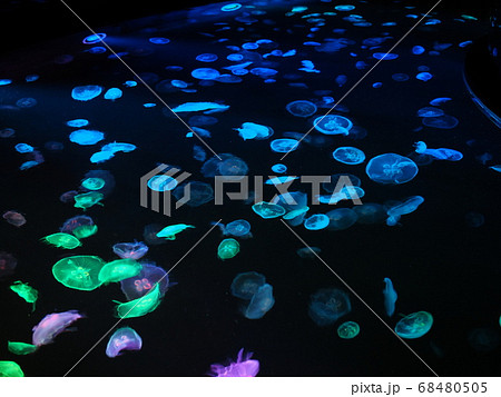カラフルにライティングされたクラゲ水槽 68480505