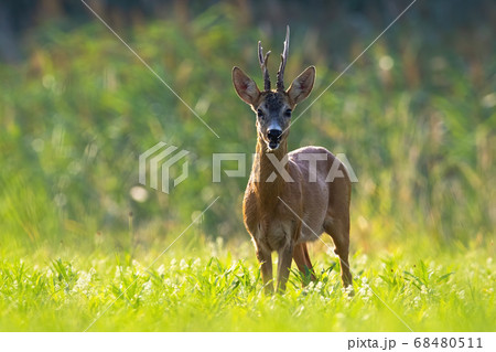 Old roe deer standing on meadow in summer. Old roe deer standing on meadow in summer. 68480511