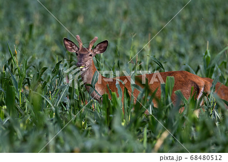 Young red deer standing in corn field in summertime nature. 68480512