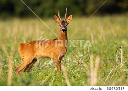 Roe deer buck watching on stubble in sunrise. 68480513
