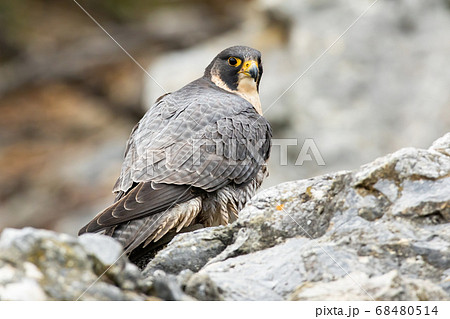 Peregrine falcon sitting on rock in autumn nature. 68480514