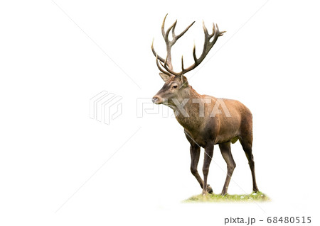 Red deer stag with large antlers walking on meadow isolated on white background Red deer stag with large antlers walking on meadow isolated on white background 68480515