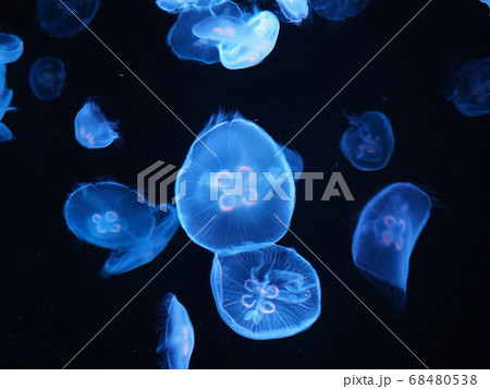 カラフルにライティングされたクラゲ水槽の写真素材