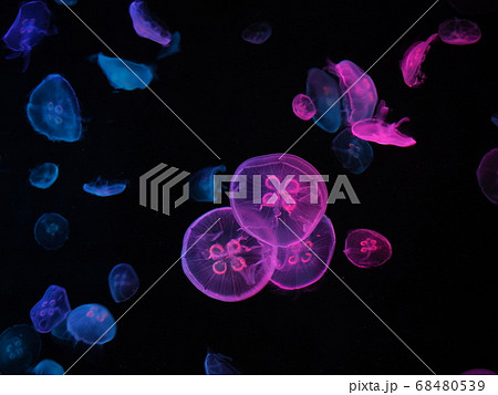 カラフルにライティングされたクラゲ水槽の写真素材