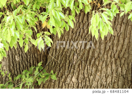 樹木の幹 68481104