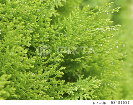 Selective focus droplets of rain on fir-tree branch.nature background 68481651