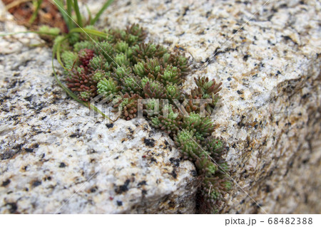 石の間に生えたマンネングサ 石の間に生えたマンネングサ 68482388