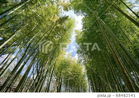 竹藪 竹薮 タケヤブ 68482541