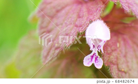 名前がわからない植物 68482674