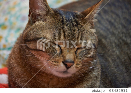 ねこ 68482951