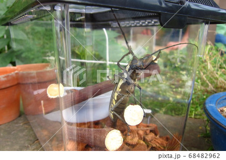 ケースの中のしろすじかみきり ケースの中のしろすじかみきり 68482962