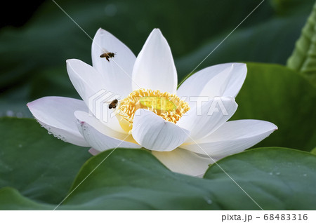 植物 花 白蓮 68483316