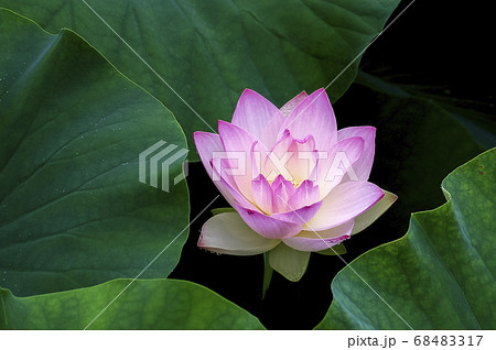 植物 花 風景 68483317
