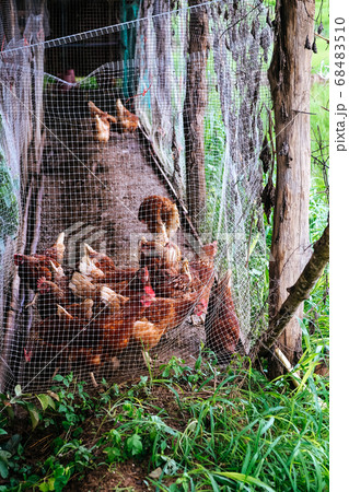 farm animals farm animals 68483510