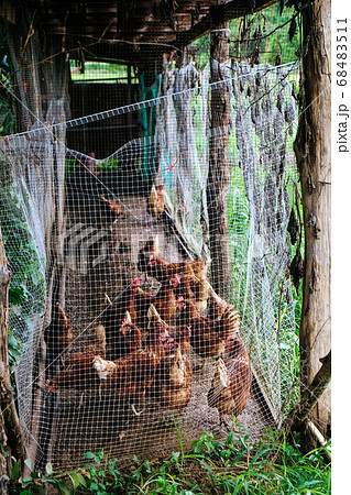 farm animals farm animals 68483511