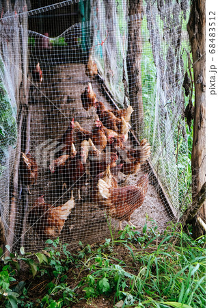 farm animals farm animals 68483512