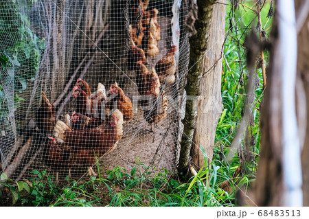 farm animals 68483513