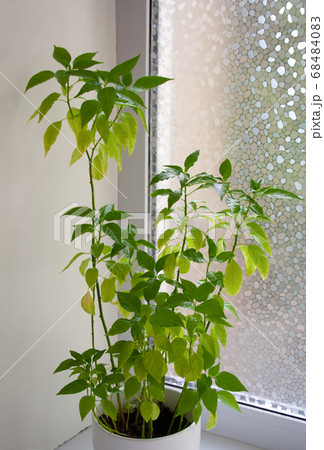 Potted chili pepper plant near window Potted chili pepper plant near window 68484083