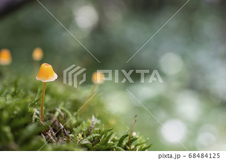 ヒナノヒガサ 玉ボケを背景に苔とオレンジ色のキノコの写真素材