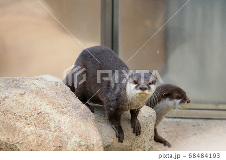 こちらを見つめるカワウソ こちらを見つめるカワウソ 68484193