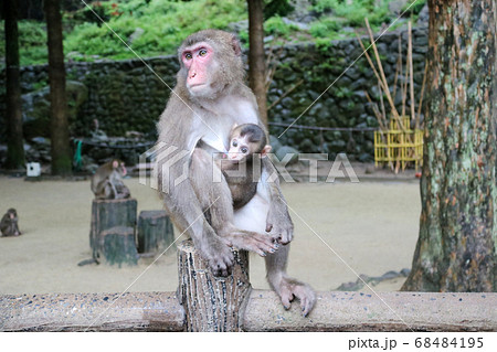 サルの親子 サルの親子 68484195