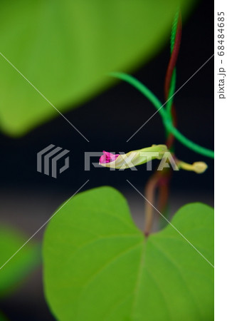 アサガオ 68484685