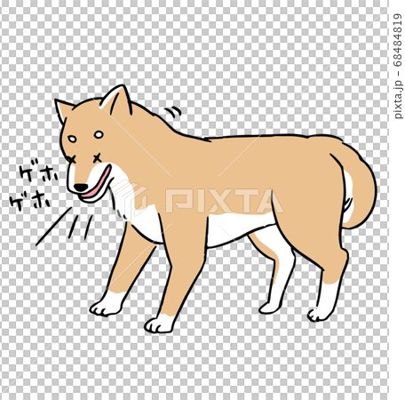 フィラリア（犬糸状虫）に寄生されて咳が出る柴犬の線画イラスト 68484819