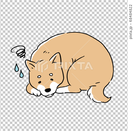 身體不適的柴犬的線條藝術插圖 68484822